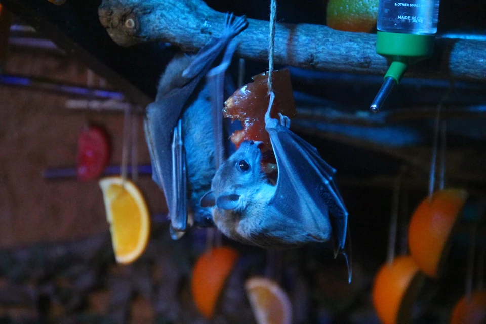 Новосибирский зоопарк выпустит на волю летучих мышей из холодильника.