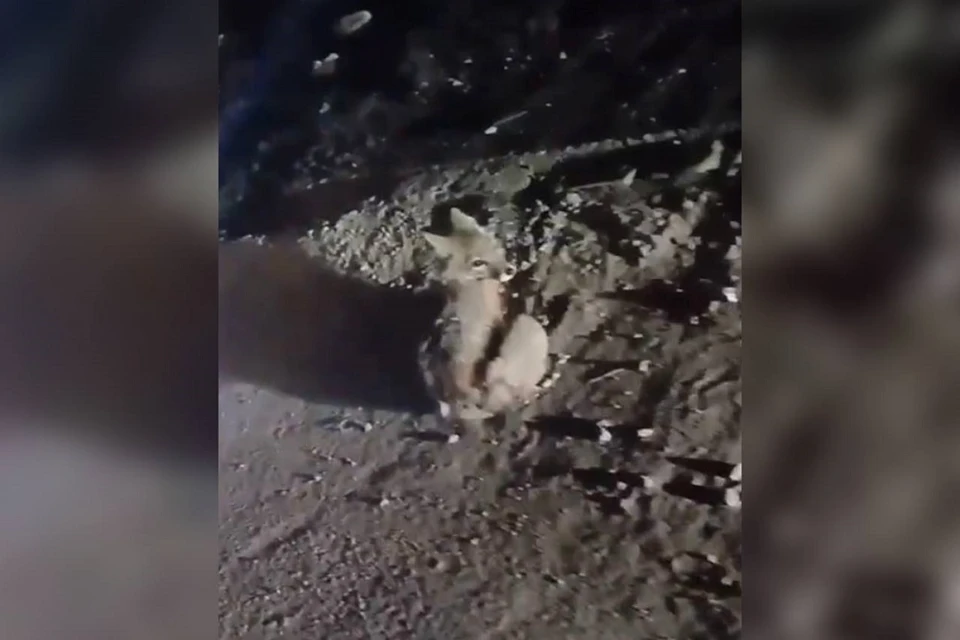 Жители Ленинского района заметили лисенка. Фото: стоп-кадр.