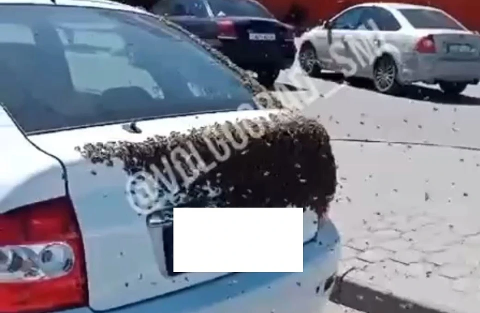 Пчела атаковали машину. Фото: скрин в с видео группы "Треш Волгоград".