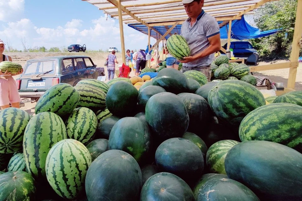 Высаживать бахчевые начнут в ближайшее время.