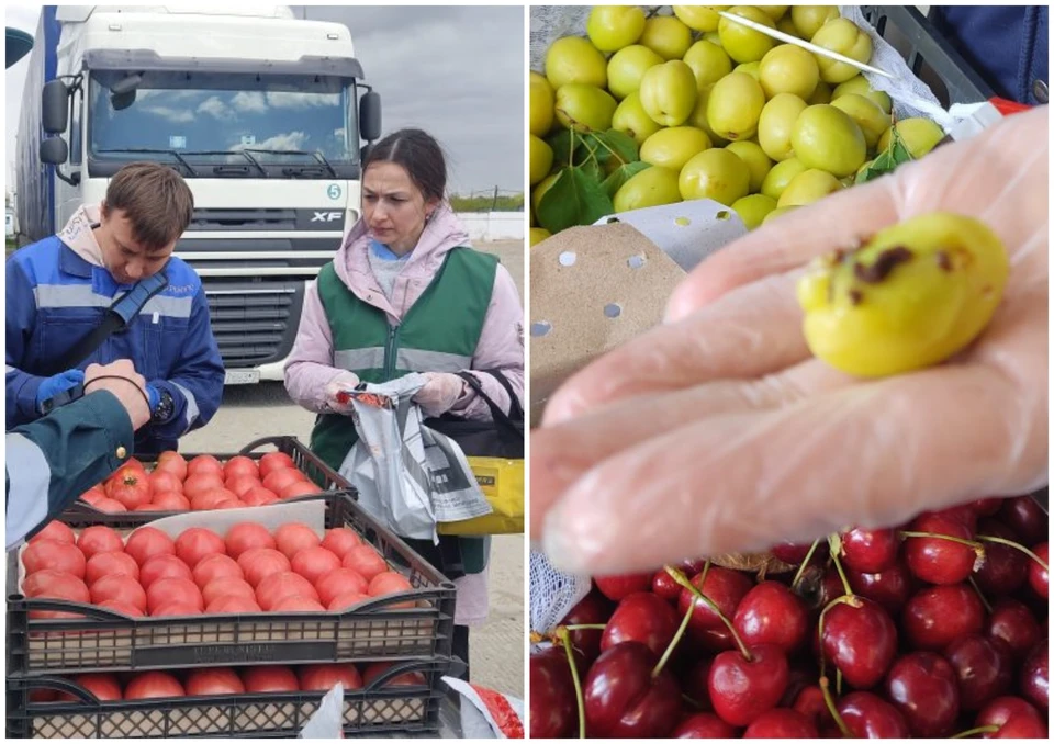 Большую часть фруктов и овощей в Челябинскую область привозят из Узбекистана. Фото% Уральское управление Россельхознадзора