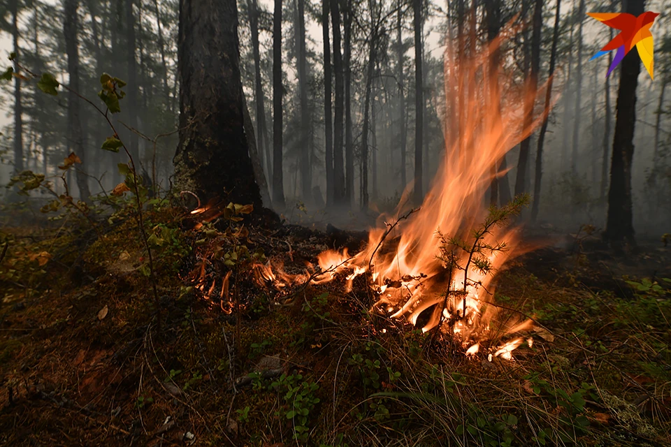 В последние дни весны в Мурманской области возрастет риск возникновения лесных пожаров.