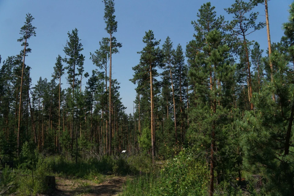 В трех северных районах Иркутской области ввели запрет на посещение лесов