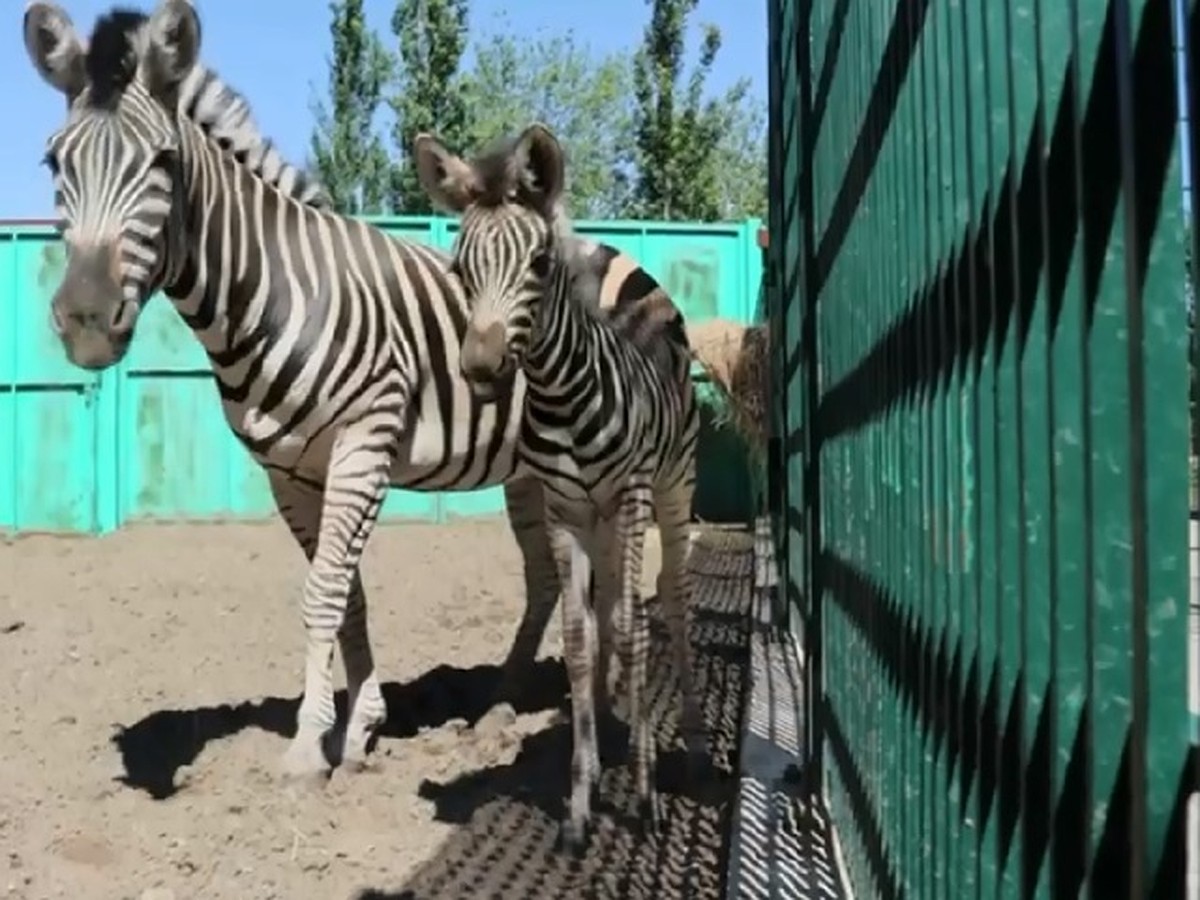 Казанцы выбирают имя для новорожденной зебры в зоопарке «Река Замбези» -  KP.RU