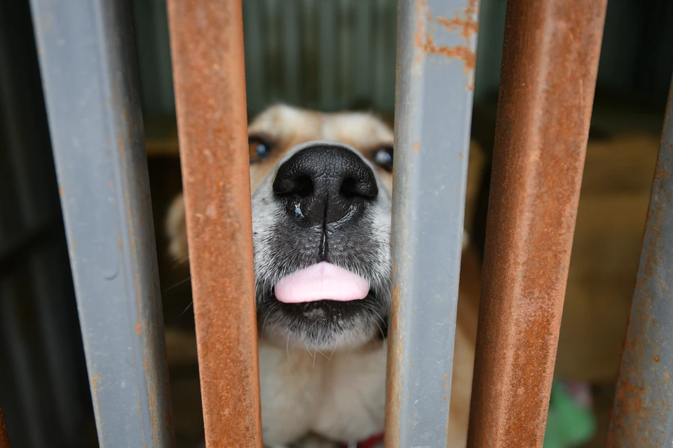 15 собак отловили по обращениям ростовчан в конце мая