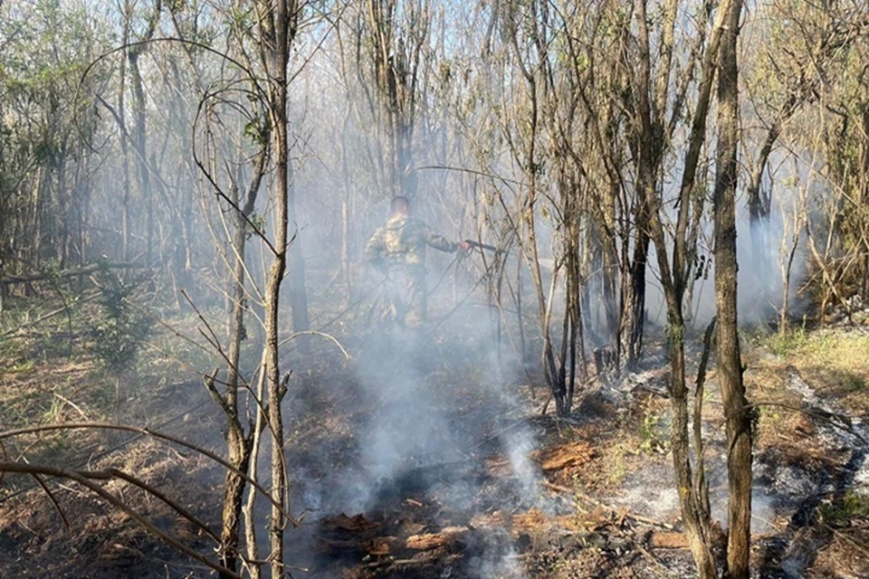 Пожар локализовали к 12.30 2 июня. Фото: правительство Ростовской области.