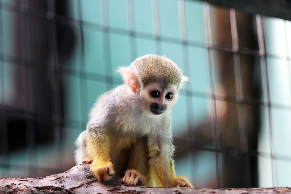 У обезьян в нижегородском зоопарке родились малыши. Фото: зоопарк «Лимпопо» в социальной сети ВКонтакте