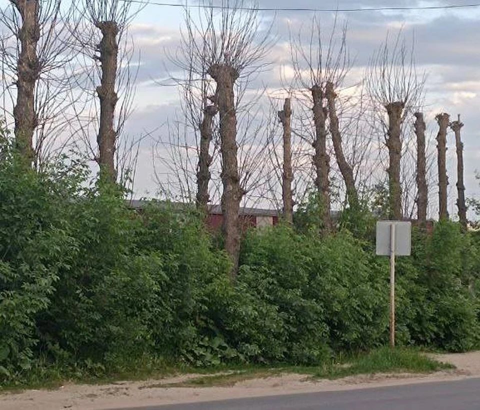 Местные жители остались недовольны тем, что спилили не те деревья.