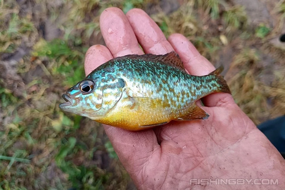 В водоемах Беларуси появился новый вид рыбы. Фото: fishingby.com.
