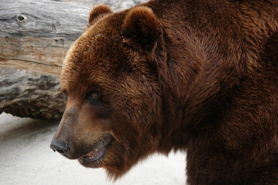 На территории Магаданской области обитает 17 тысяч 565 особей бурого медведя