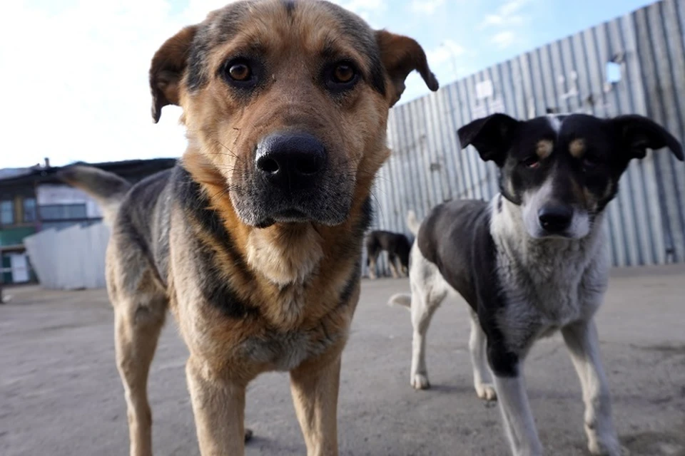 Подрядчик нарушил условия контракта по отлову бездомных собак