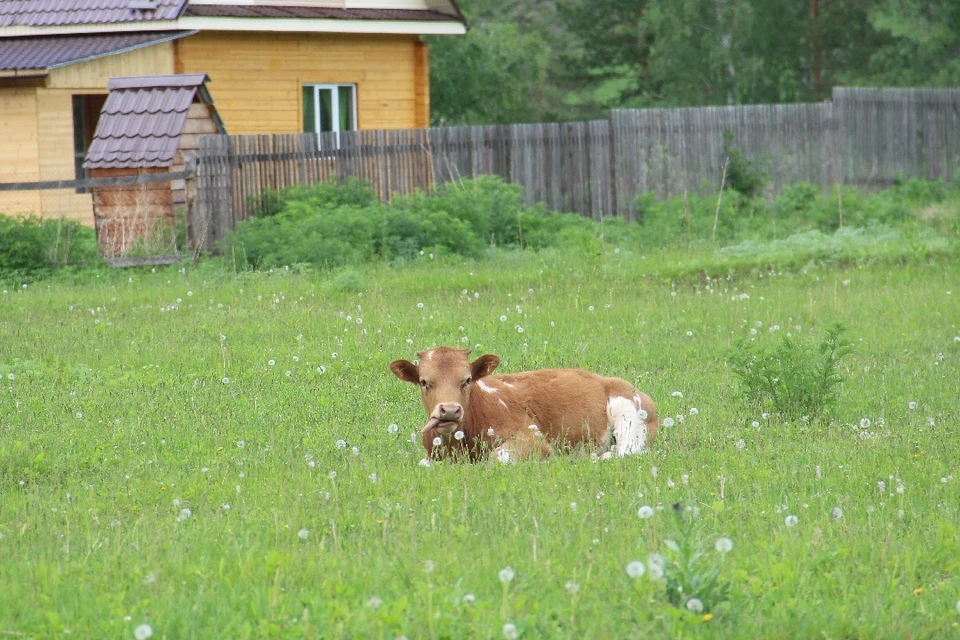 Под Новосибирском молния убила корову