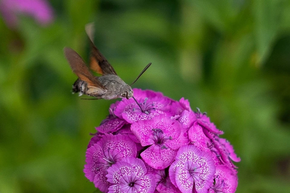 Под Барановичами на видео попала редкая бабочка, которую путают с колибри. Фото: блогер Елена Евсевицкая.