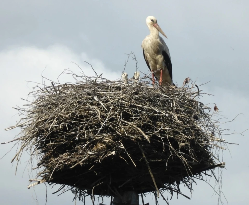 В Калужской области в первом гнезде аистов появилось пять птенцов