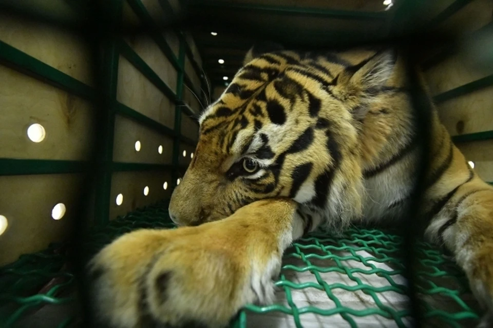 Амурскую тигрицу назвали Шани в зоосаде «Приамурский» Хабаровска