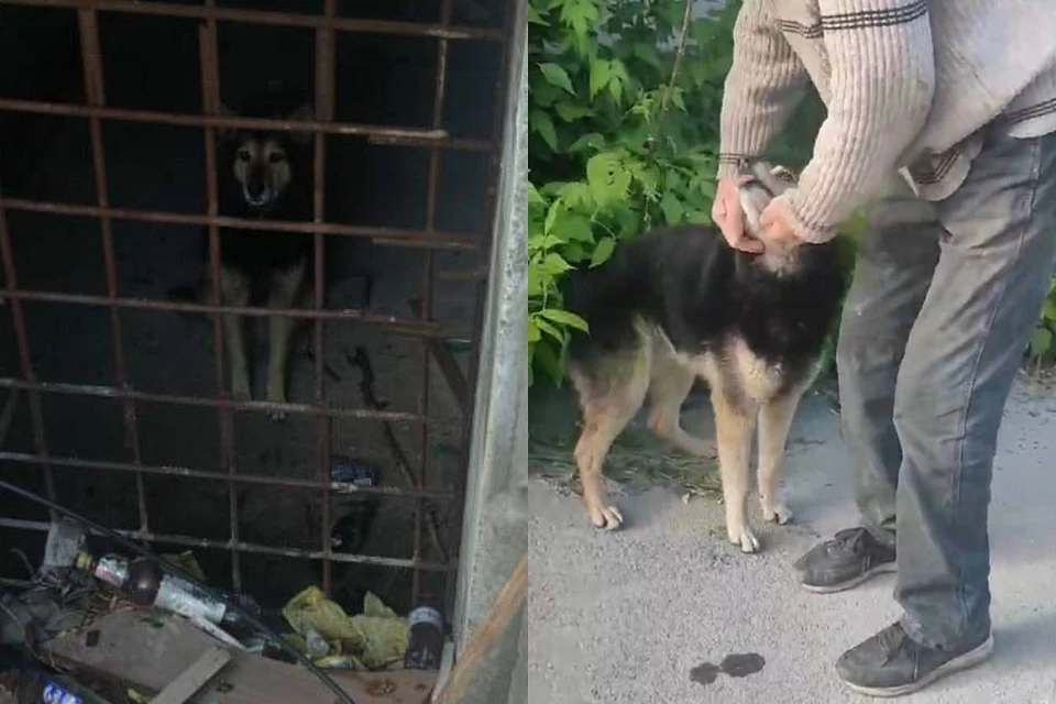 Новосибирские спасатели освободили пса. Фото: спасатели МАСС.