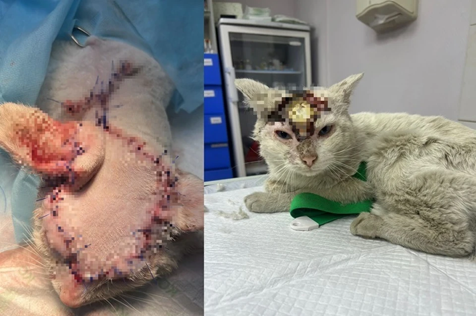 Коту с ожогом головы сделали пересадку, но кожа так и не прижилась Фото: предоставлено редакции