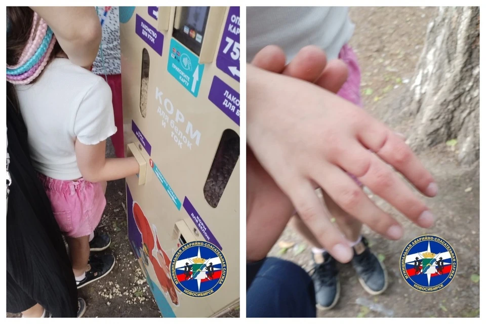В Новосибирске 9-летняя девочка рукой застряла в автомате подачи корма для белок. Фото: МАСС.