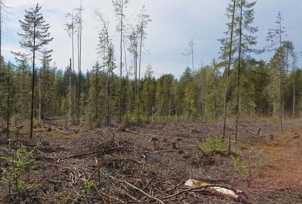 Житель Корткеросского района вырубил лесные насаждения почти на 200 тысяч рублей. Фото: МВД по Коми.