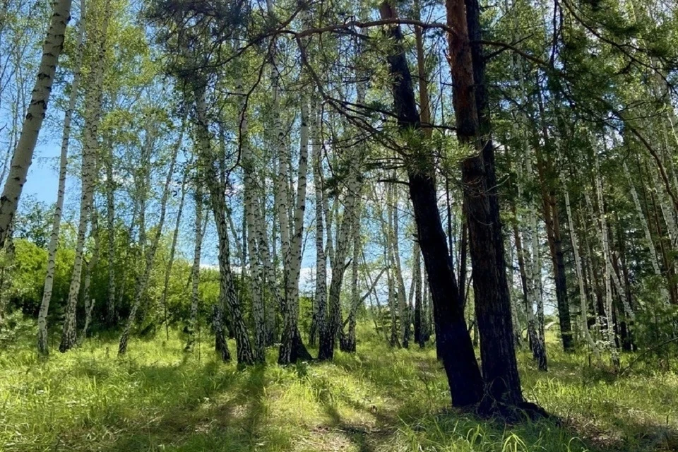 Леса региона обрабатывают от непарного шелкопряда.