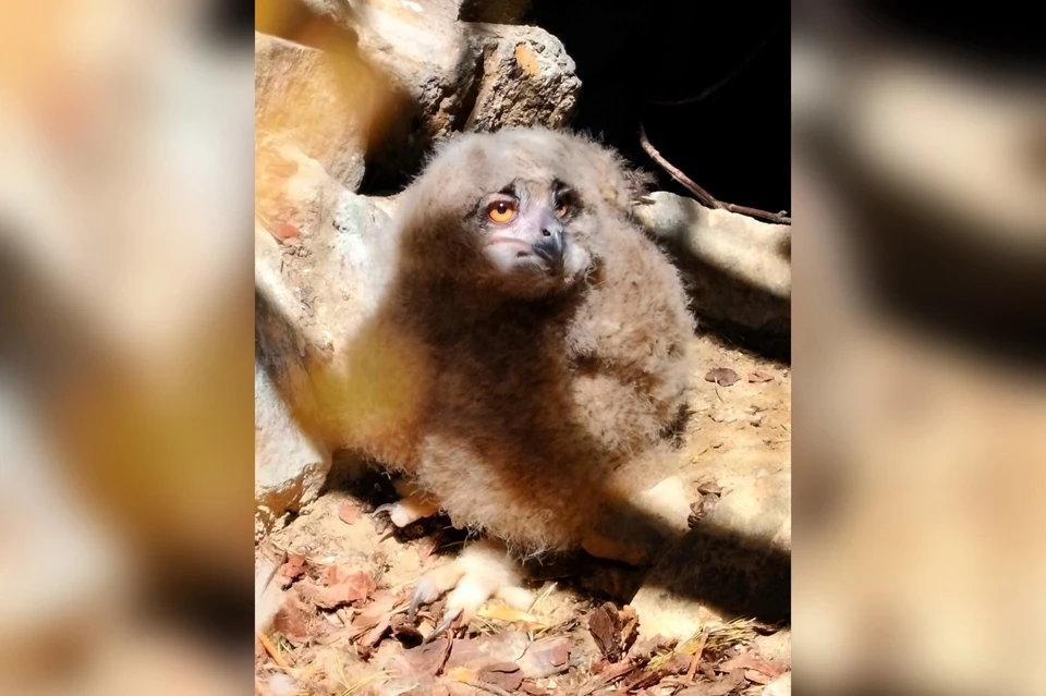 Уже совсем скоро малыш сможет питаться самостоятельно. Фото: зоопарк Екатеринбурга