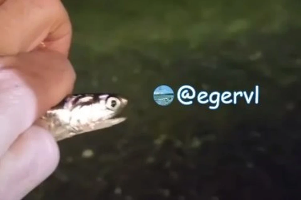 Для приморцев такая ситуация не в новинку. Фото: egervl