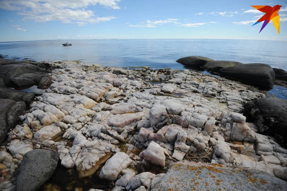 Тюленей без голов находят на побережье Белого моря.