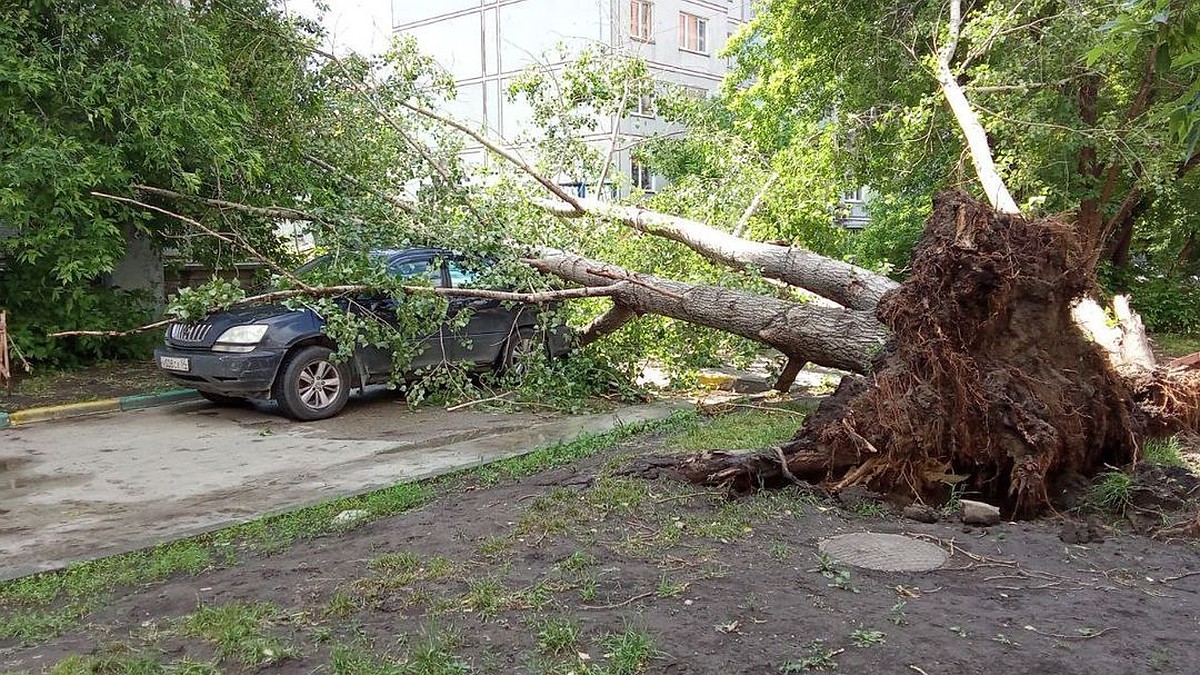 Машину раздавило, а я успел отскочить»: в Новосибирске во время грозы  дерево упало на прохожего - KP.RU