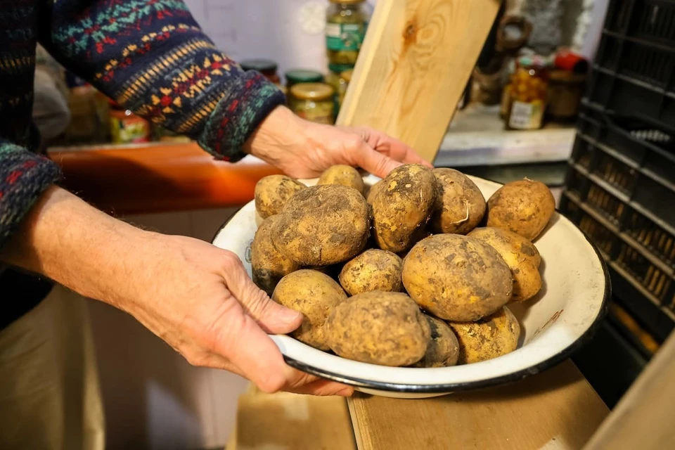 Пока средний урожайность картофеля на Дону составляет 33 тонны с гектара.