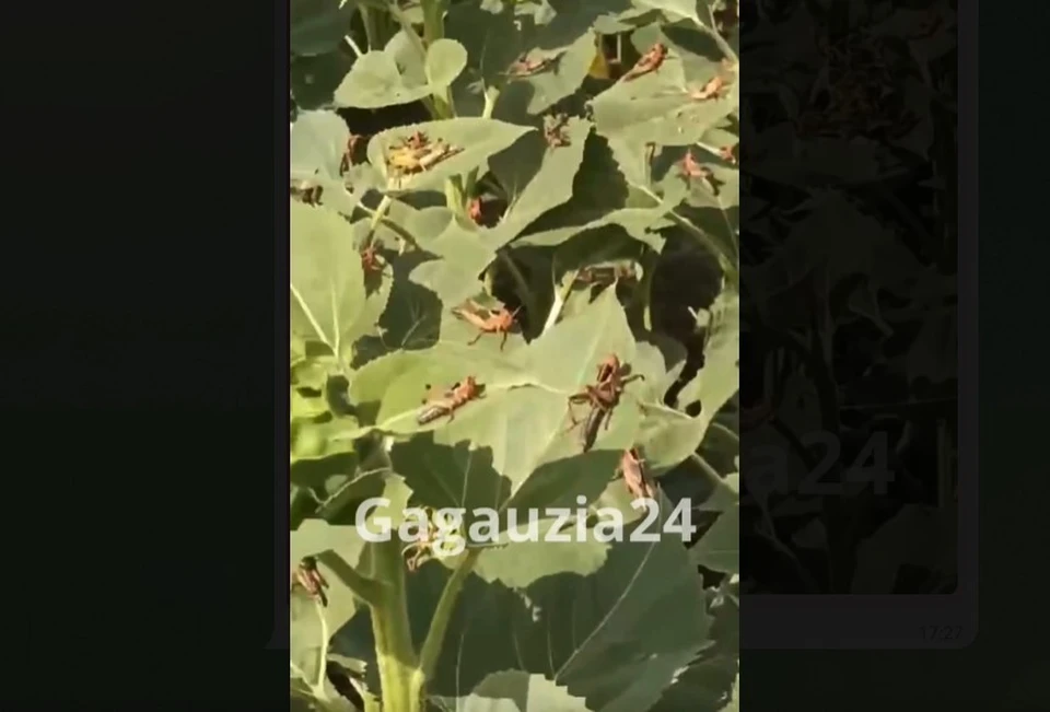 Поля в стране страдают от нашествия саранчи. Фото: скрин с видео.