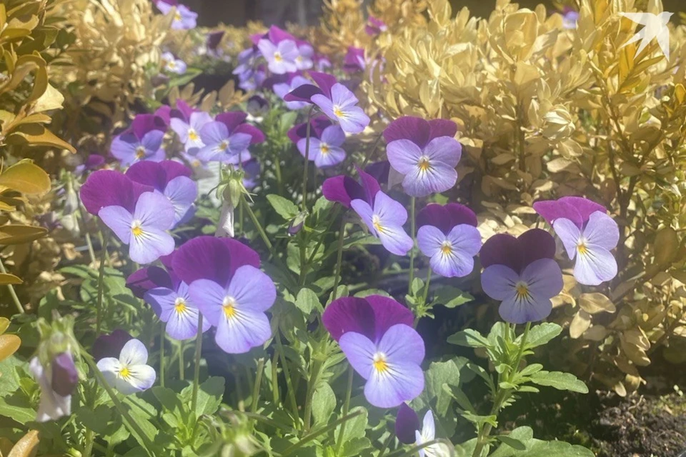 Что можно и нельзя делать в день Петра Солнцеворота 25 июня, который ...