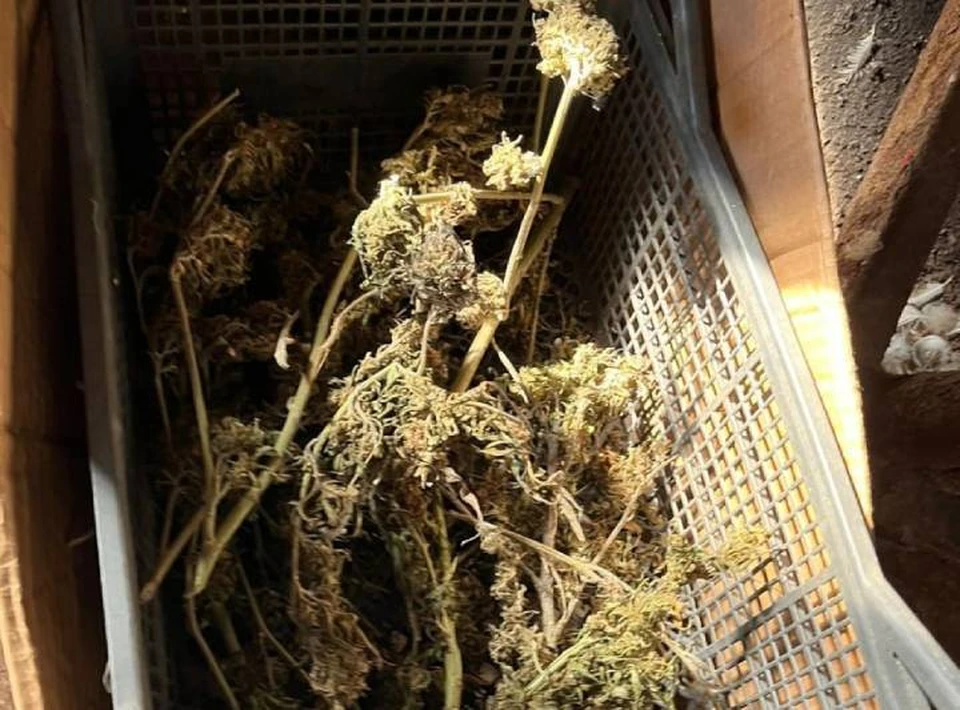 Часть найденной на чердаке марихуаны.