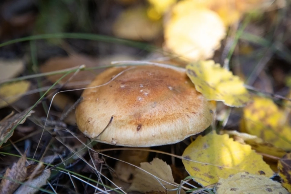 Нижегородцам рассказали о самых грибных местах