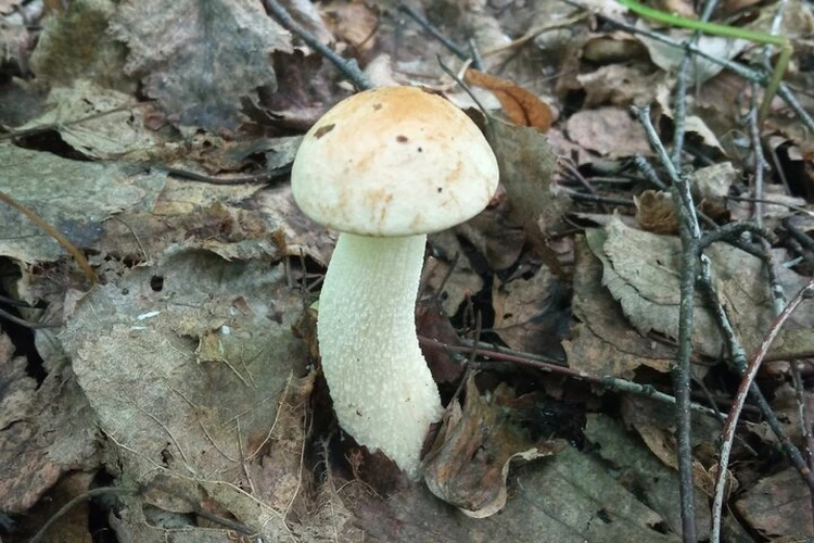 Десять человек отравились условно-съедобными грибами в Тюменской области за последний год
