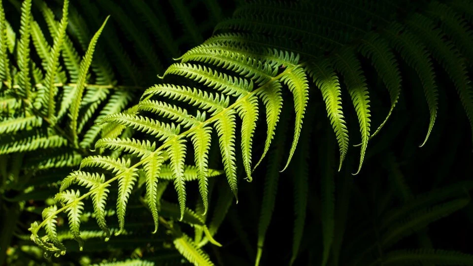 фото:freepik.com