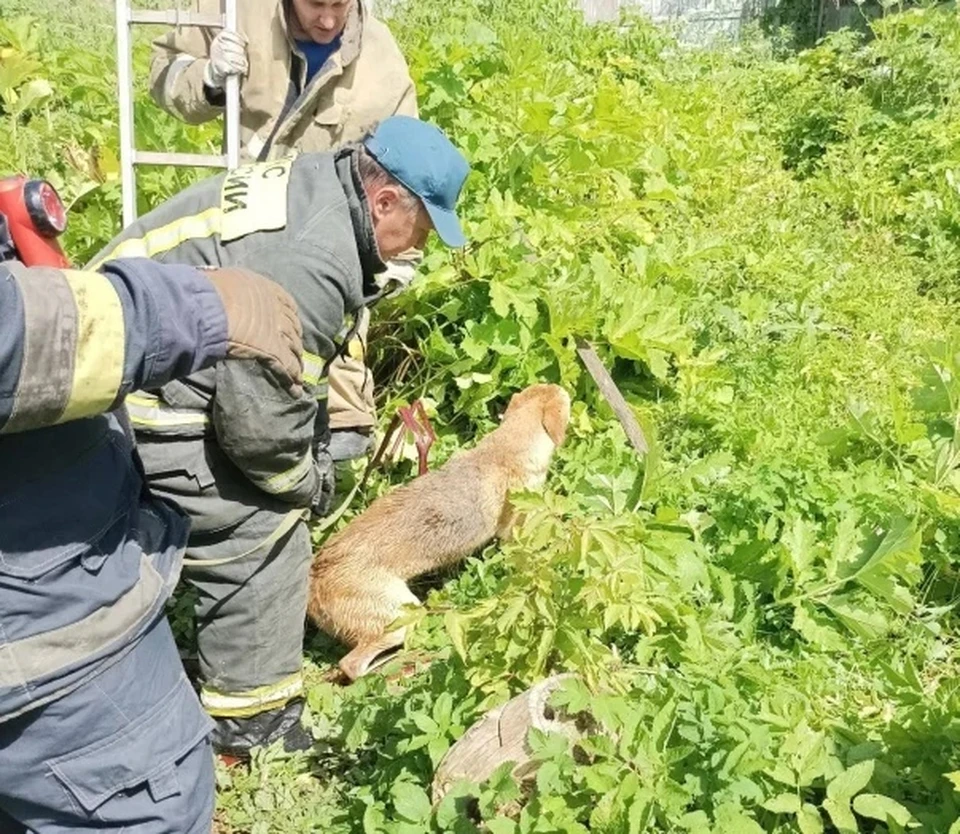 Животные провалились в яму глубиной два метра