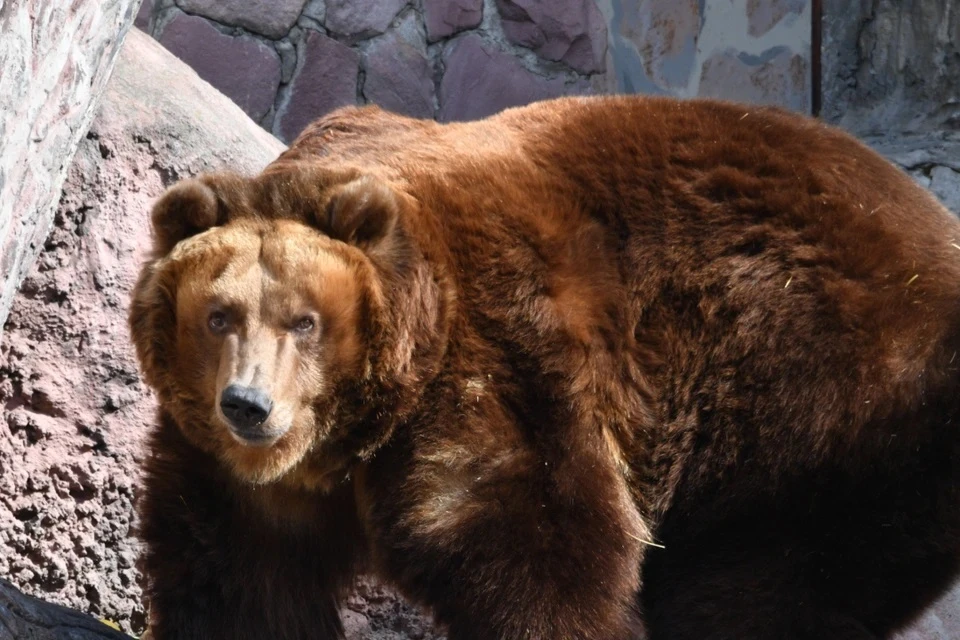 Медведь растерзал 19-летнюю туристку в предгорье Карпат в Румынии