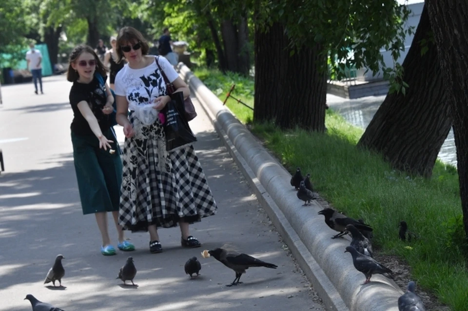 Городских голубей становится больше