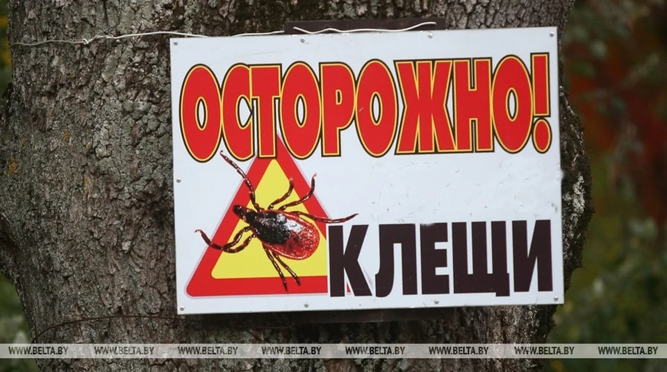 С клещами надо быть очень аккуратными, они могут привезти на больничную койку. Фото: архив БелТА.