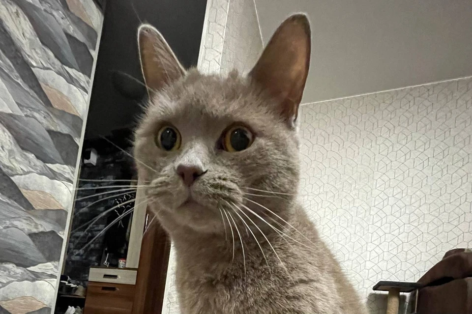 Кошка