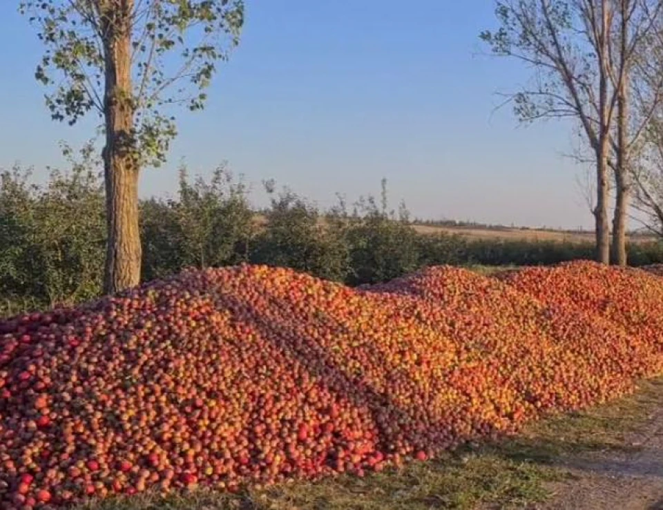 Еще совсем недавно сельхозпродукцию поставляли тысячами тонн в страны СНГ, а сегодня выбрасывают на обочину. Фото: соцсети