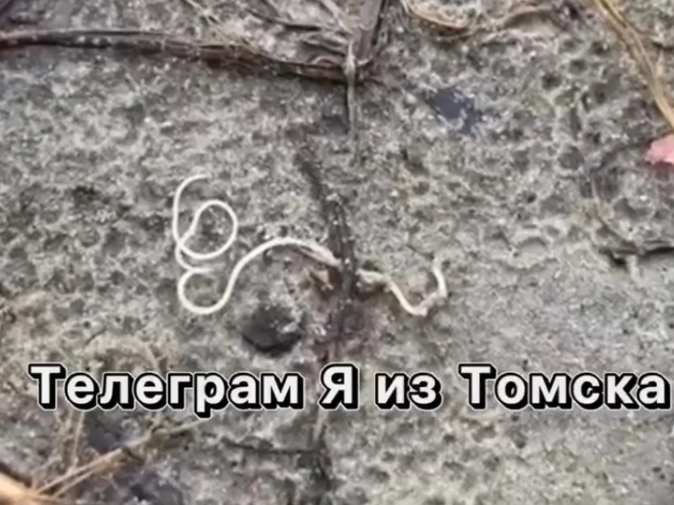 Фото: телеграм-канал "Я из Томска"