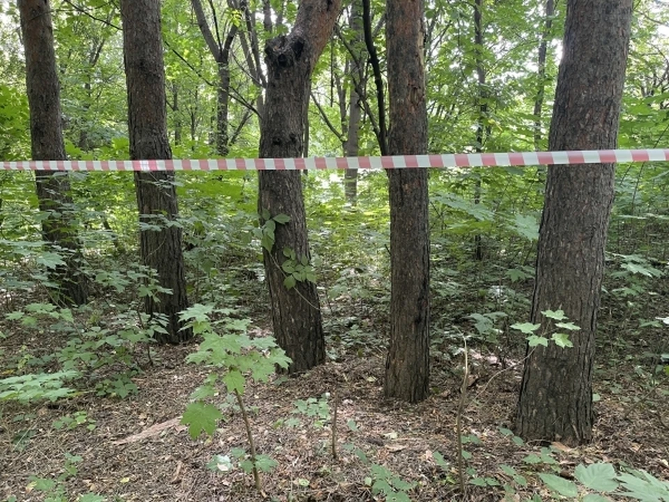 Причиной ему послужили лисы.