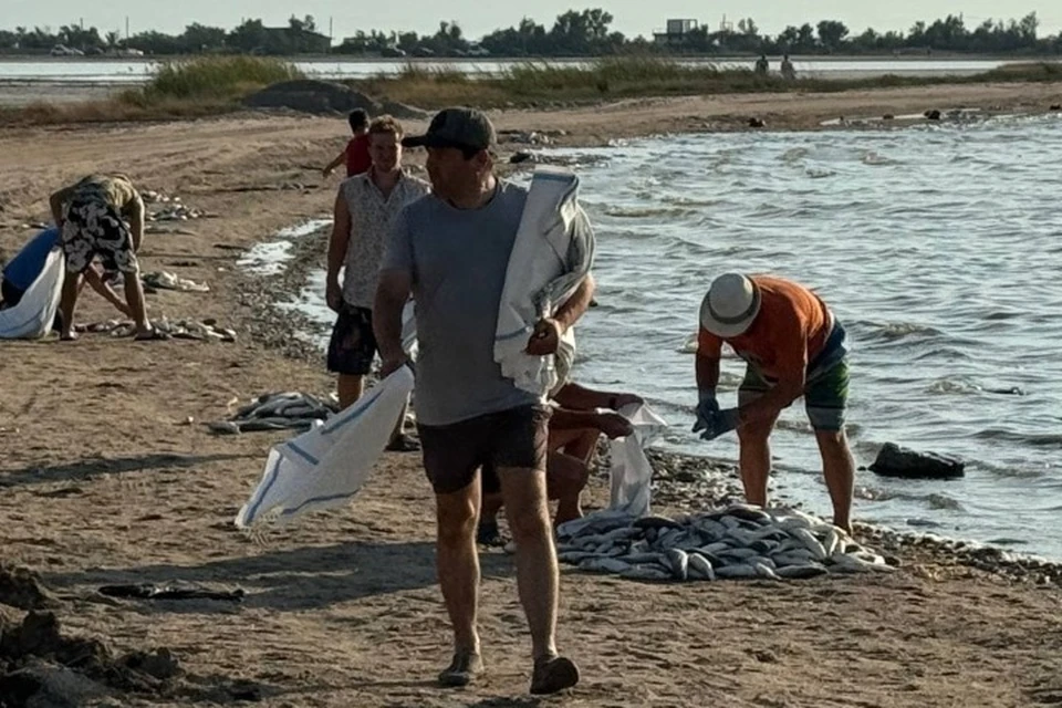 Погибших крабов и кефаль собрала и отвезли на свалку. Фото: Александр Дудинов/Vk