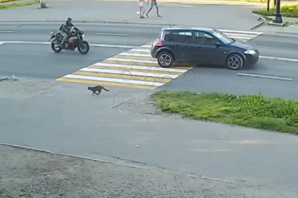 К счастью, все остались целы и невредимы, в том числе и перепуганное животное. Фото: скриншот видео / Мурманск Дтп Чп / t.me/murmansk_chp