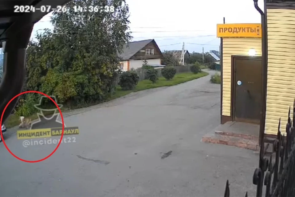 Момент нападения собаки. Скриншот видео со страницы vk.com/incident22