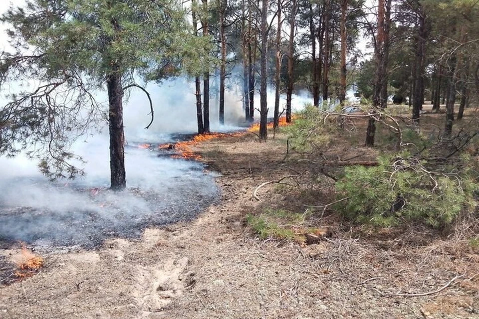 Спасатели просят херсонцев не разводить костры и быстро сообщать о возгораниях на природе. Фото: Министерство природных ресурсов, экологии и рыболовства Херсонской области