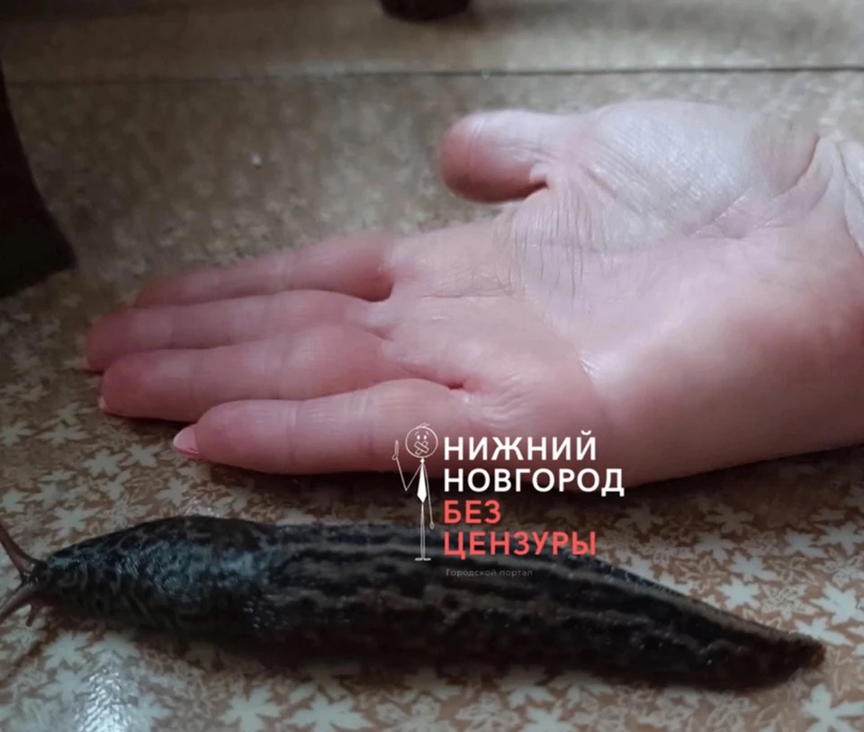 Нижегородцы пожаловались на гигантских слизней. ФОТО: Нижний Новгород. Без цензуры.