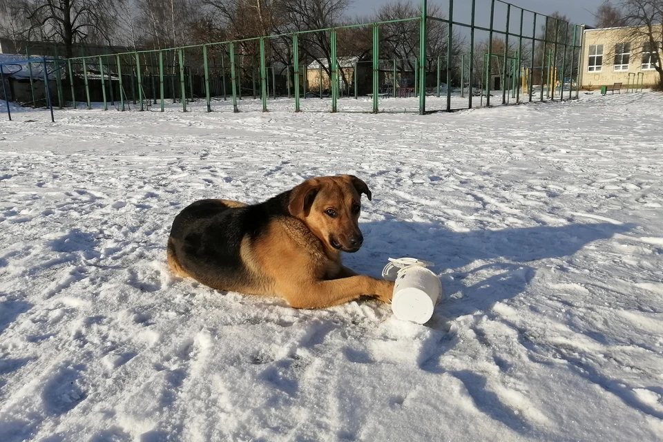 В поселке Пыра неизвестный несколько месяцев пытал пса Михалыча. Фото: Наталья Булатова.