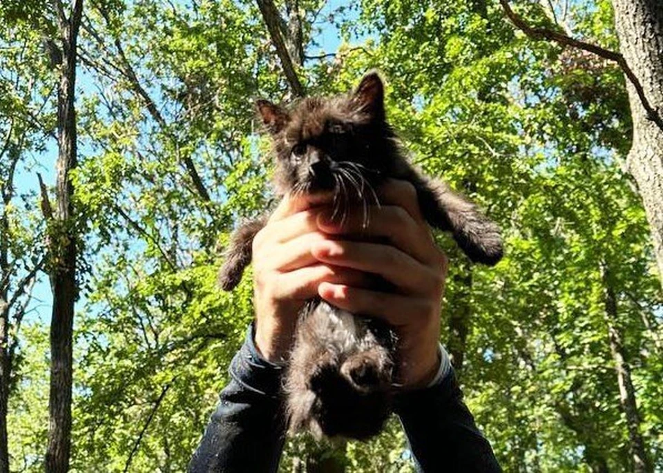 Сотрудник ульяновского Авиастара во время корпоративного мероприятия спас котенка. ФОТО: группа в ВК ПАО ИЛ - Авиастар